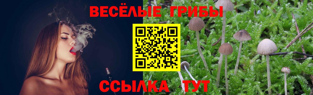 Псилоцибиновые грибы Psilocybine cubensis Бердск